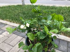 -CoCo都可(健翔桥店)