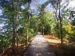 -深圳仙湖植物园