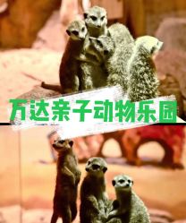 -萌宠亲子动物乐园(槐房万达店)