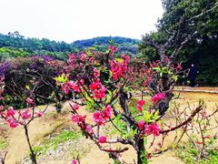 -南国桃园旅游度假区