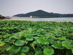 -大塘金香草谷