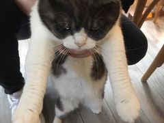 -海边的猫和咖啡馆