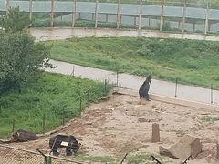 -青藏高原野生动物园
