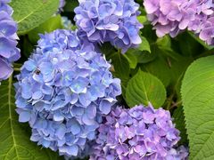 -径山花海