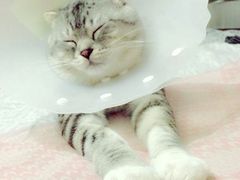 纳吉亚动物诊所-纳吉亚猫专科动物诊疗中心(蒋宅口分院)
