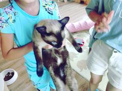 -猫的茶·猫咖