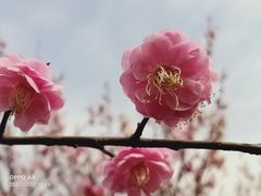 -无锡梅园公园