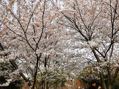 -高东镇樱花园
