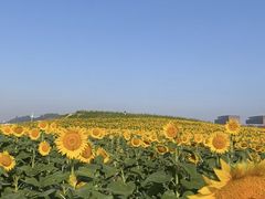 -光明小镇欢乐田园