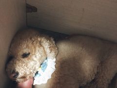 -帕帕拉兹宠物(亚洲旗舰店)