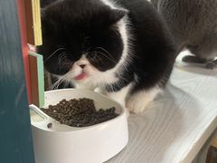 -猫小院猫主题餐厅(南锣旗舰店)