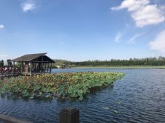 -溱湖国家湿地公园