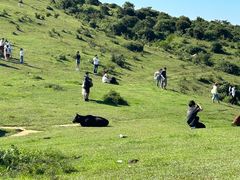 -大姆山草场