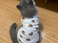 -猫大福·Fortune Cat猫舍(百子湾店)