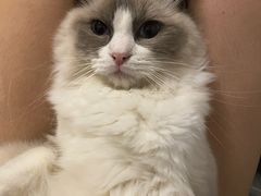 -糯米喵星人总部直营旗舰店·猫舍·幼猫出售