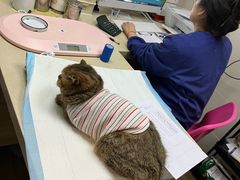 -爱侣·安琦尔宠物医院·中兽医针灸·心内科·狂犬免疫点(宝山区院)