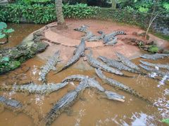 -海南热带野生动植物园