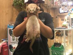 -藦茜花园宠物主题亲子互动体验馆(国顺东路店)
