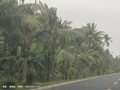 -东郊椰林