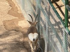 -青藏高原野生动物园