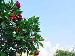 -槟城街头艺术街区