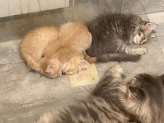 -楼上猫咖(罗湖店)