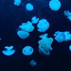 -Zoolung Zoolung动物主题公园(海信广场店)