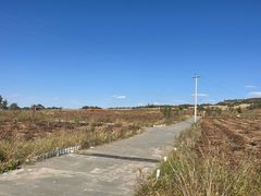 -莲花山花海
