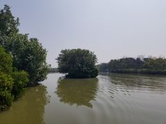 -大湾区中央湿地公园