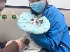 -菲丽丝宠物医院·24小时·猫科中心·免疫点(淮海分院)