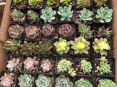 -龙大花卉苗木市场