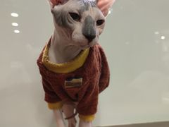 -more than meow吴止猫主题餐厅(承德 中船汇店)