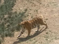 -石家庄市动物园