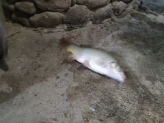 -洱海鱼湾白族农家菜