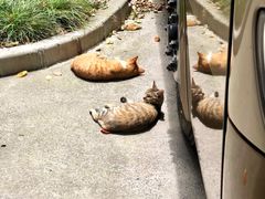 -虹迎轩·中餐厅(虹桥迎宾馆店)