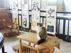 -豆逗聊愈猫阁Easy Life