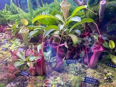 -中国科学院西双版纳热带植物园