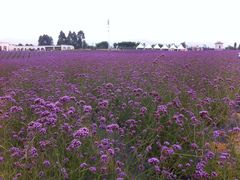 香薰山谷-紫颐香薰山谷景区