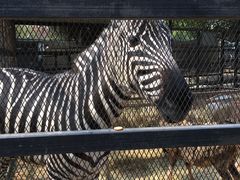 动物园-东湖公园