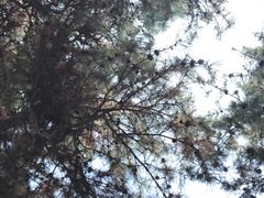 -北陵公园