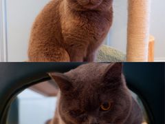 -遇见羊驼·奶狗咖·布偶猫咖·法斗柯基柴犬阿拉斯加(春熙路太古里IFS店)