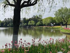 -上海鲜花港