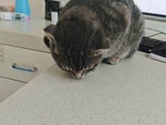 -佳雯宠物医院·皮肤科·内外科(春晓路分院)