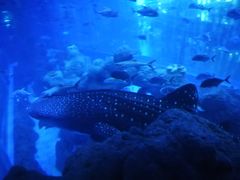 -成都浩海立方海洋公园
