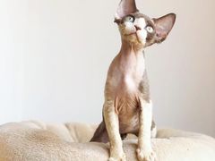 -Bastet sally猫舍购宠(静安店)