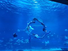 -烟台海昌鲸鲨海洋公园