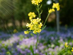 -狼山风景名胜区