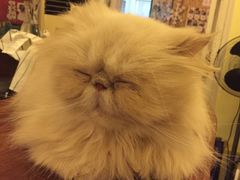 -猫色咖啡·猫咖