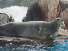 -海合安成都极地海洋公园