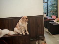 -小狗上班·狗咖·猫咖·小奶狗·摄影(南山店)